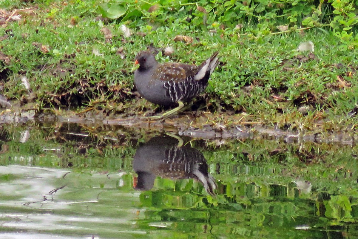 Australian Crake - ML623511533