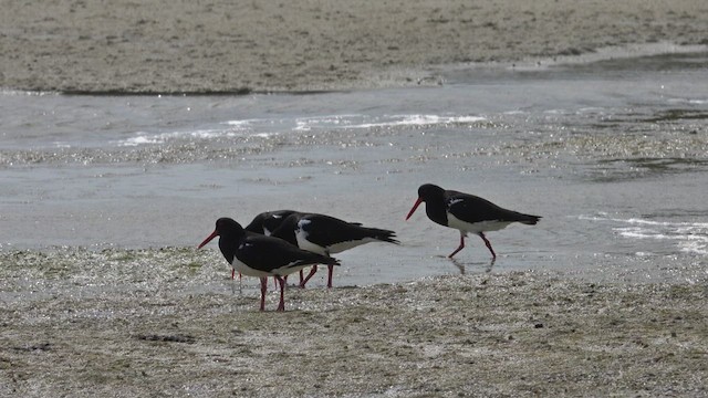 Pied Oystercatcher - ML623511537
