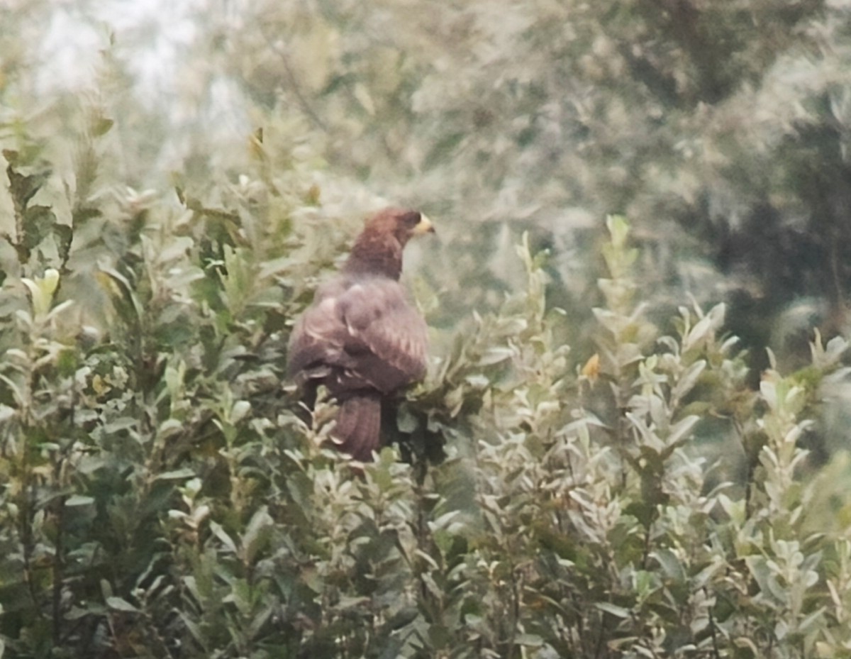 European Honey-buzzard - ML623511582