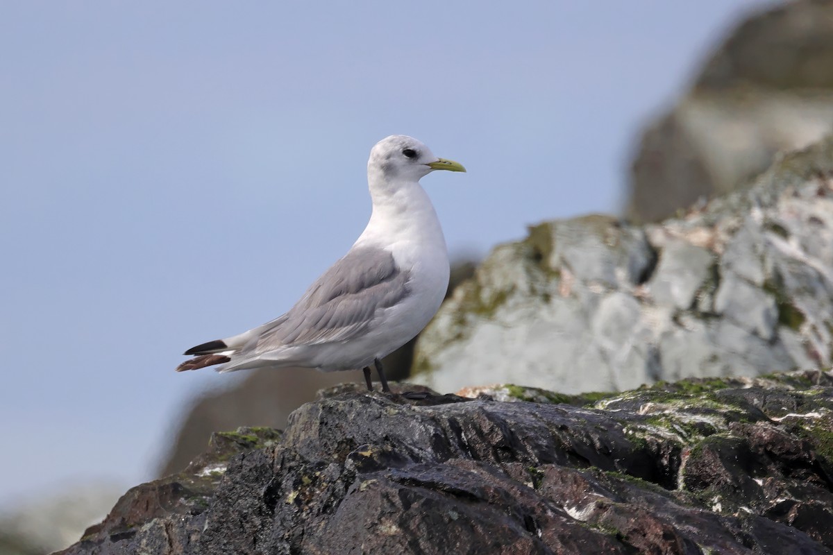 Mouette tridactyle - ML623511646