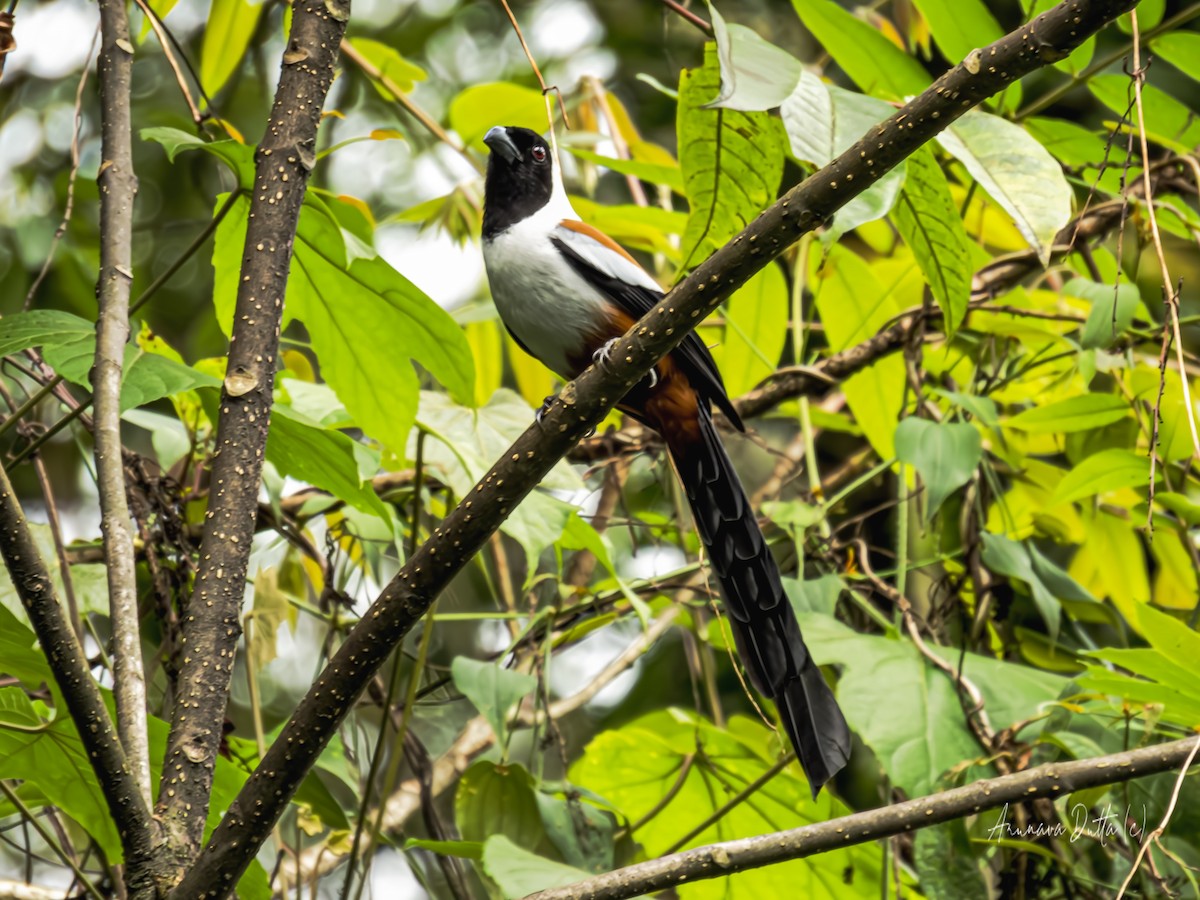 Collared Treepie - ML623511708