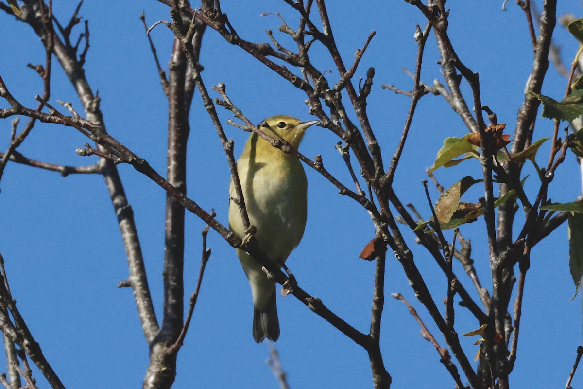 Tennessee Warbler - ML623511711