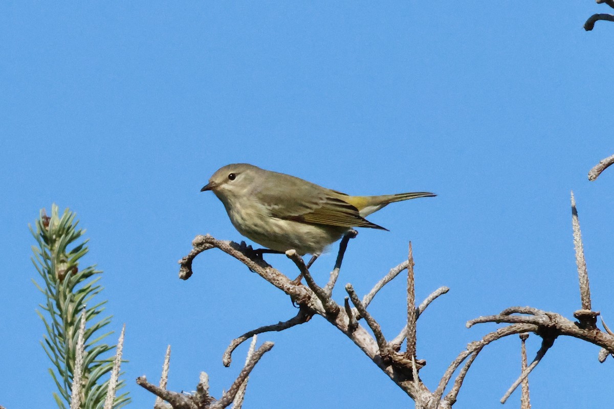 Cape May Warbler - ML623511714