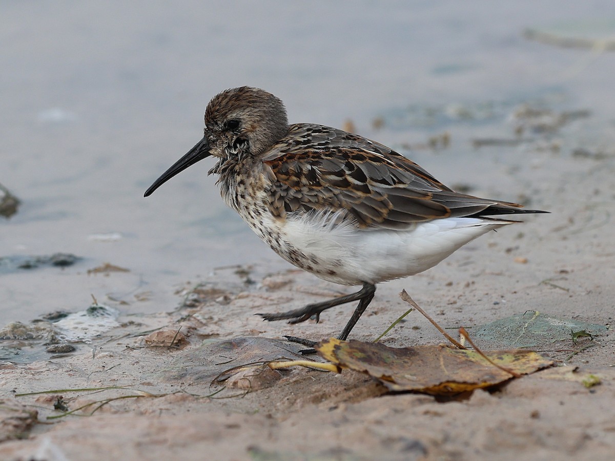 Dunlin - ML623511740