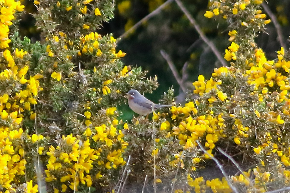 Eastern Subalpine Warbler - ML623511764