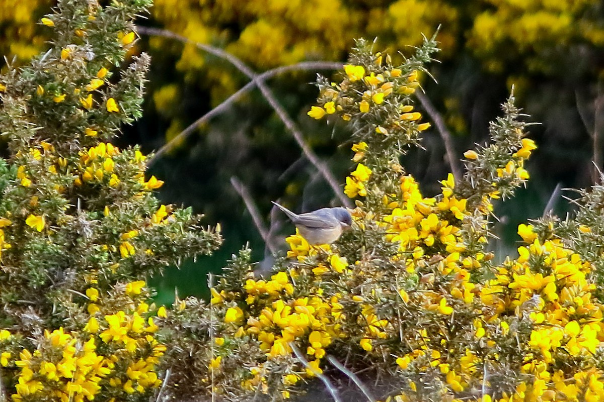 Eastern Subalpine Warbler - ML623511765