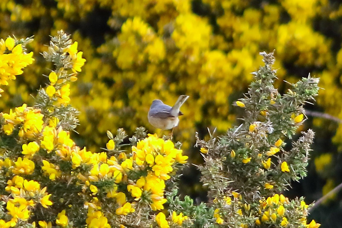 Eastern Subalpine Warbler - ML623511766