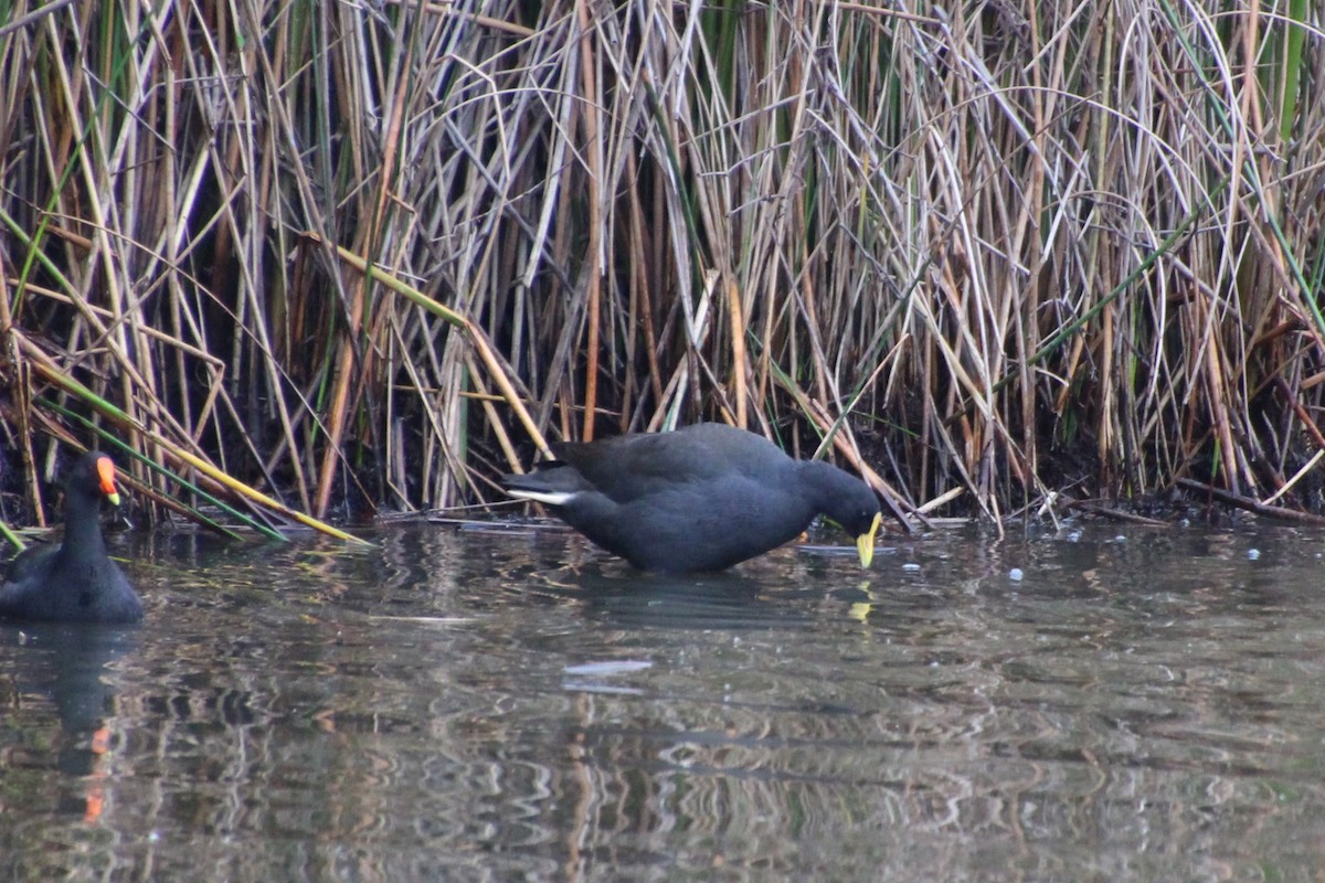 Dusky Moorhen - ML623511767