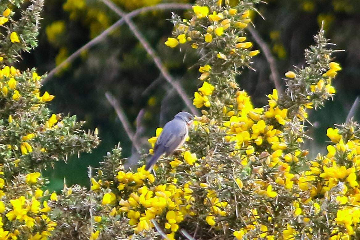 Txinbo papargorrizta mediterraneoa - ML623511768