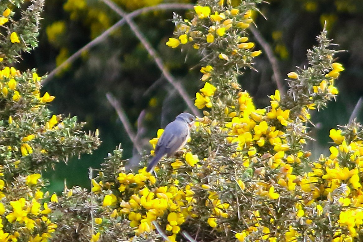 Eastern Subalpine Warbler - ML623511768