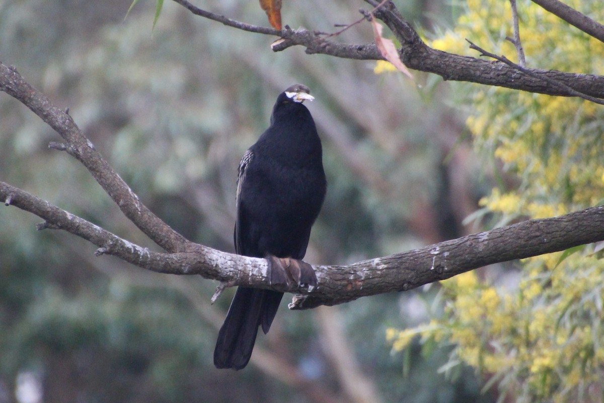 Australasian Darter - ML623511769