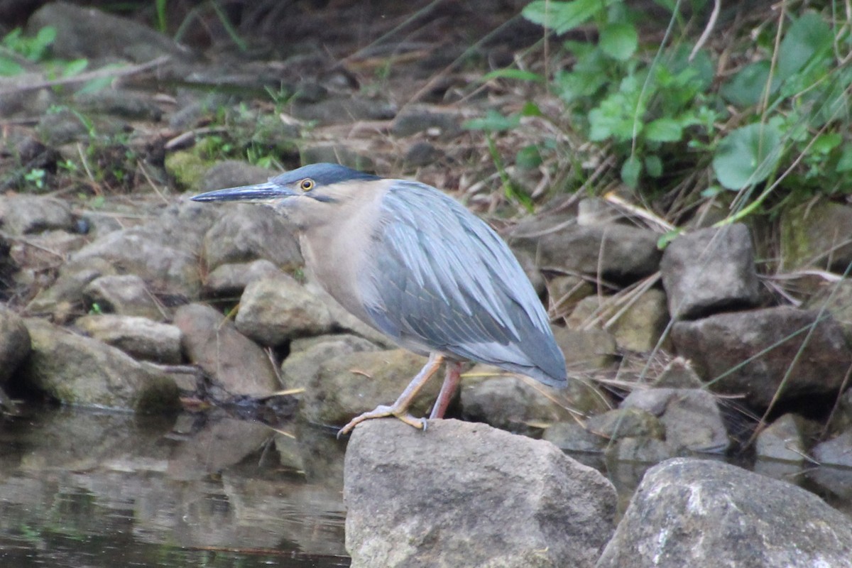 Striated Heron - Michael Shearston