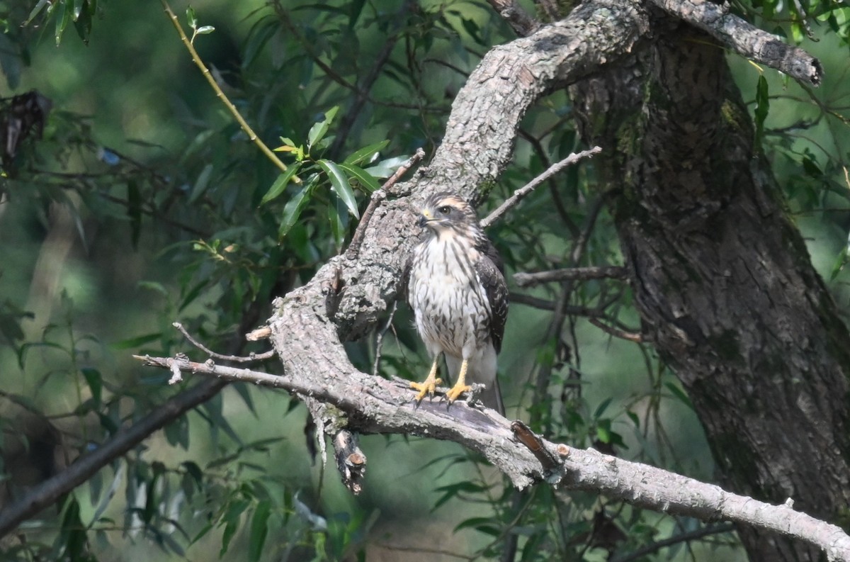 Gray-faced Buzzard - ML623511772