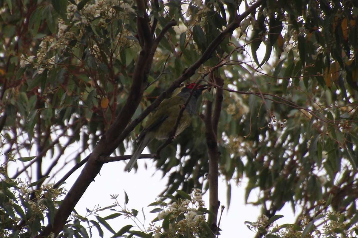 Australasian Figbird - ML623511773