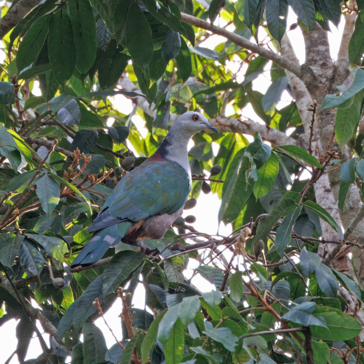 Gray-headed Imperial-Pigeon - ML623511813