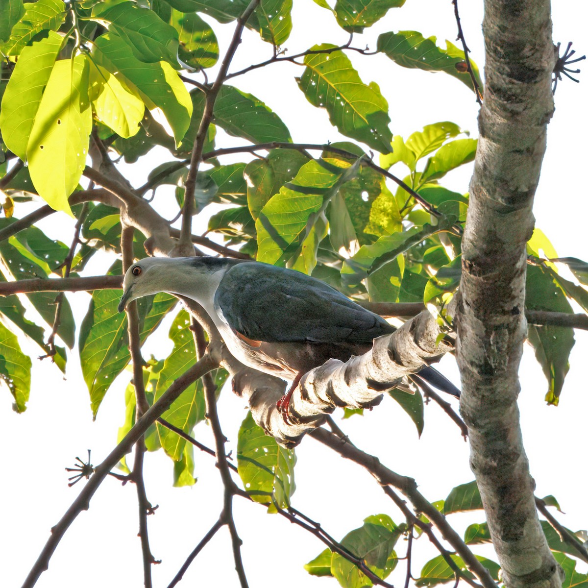 Gray-headed Imperial-Pigeon - ML623511814