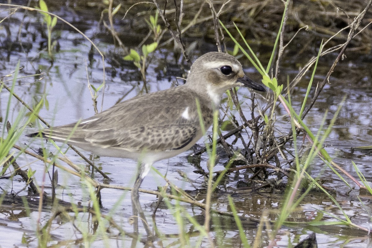 Tibetan Sand-Plover - ML623511817