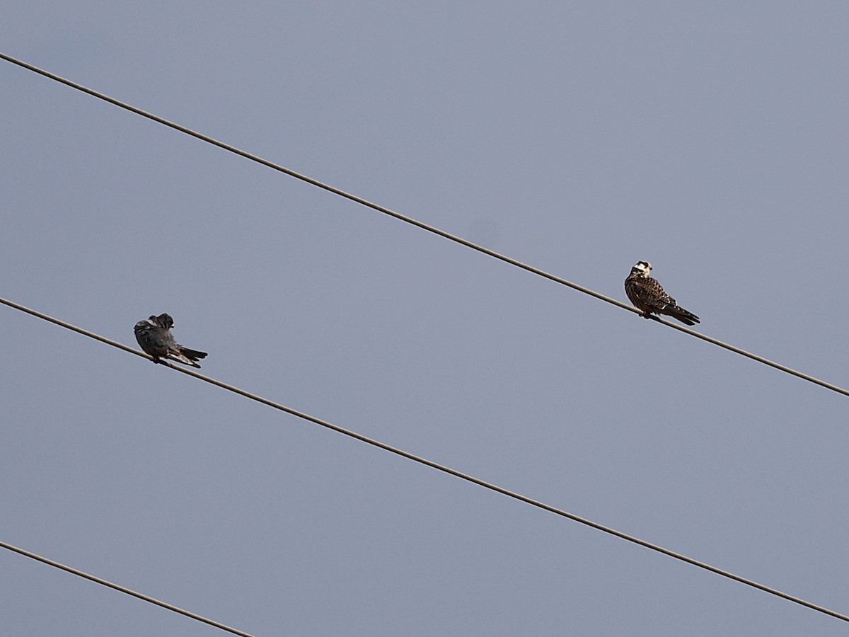 Red-footed Falcon - ML623511826