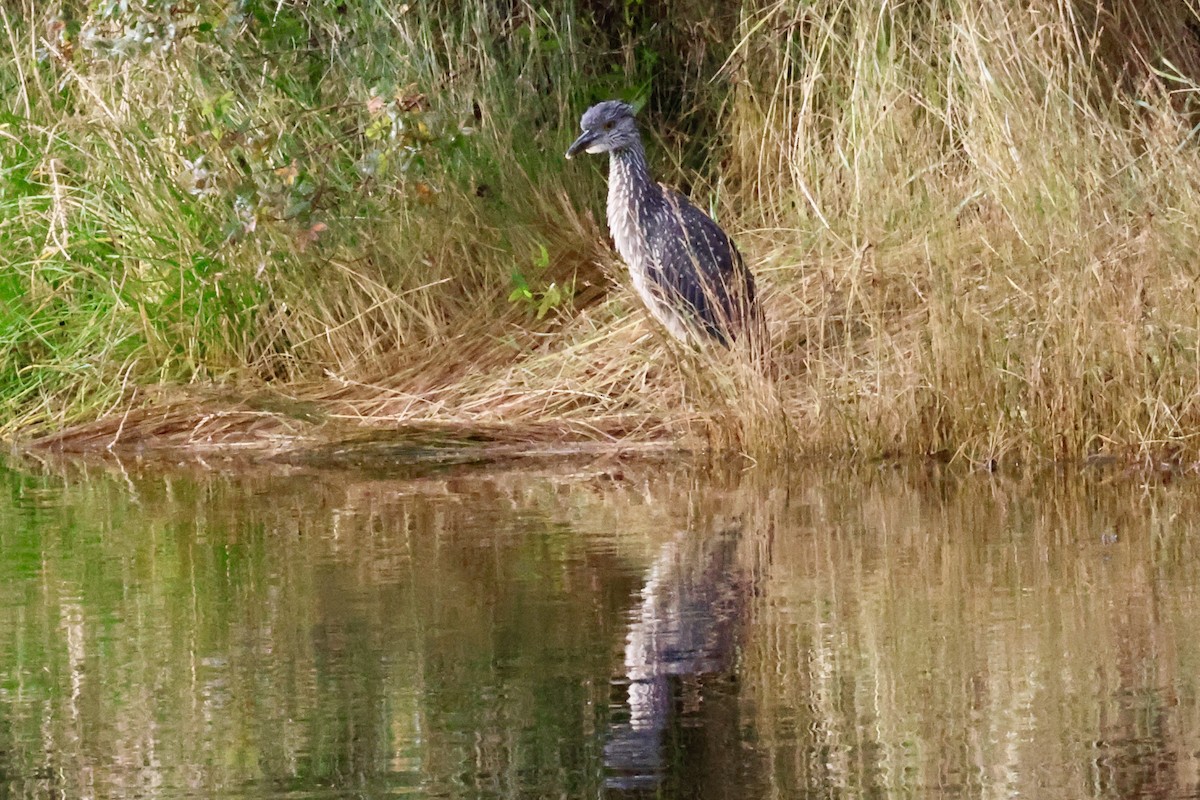 Yellow-crowned Night Heron - ML623511827