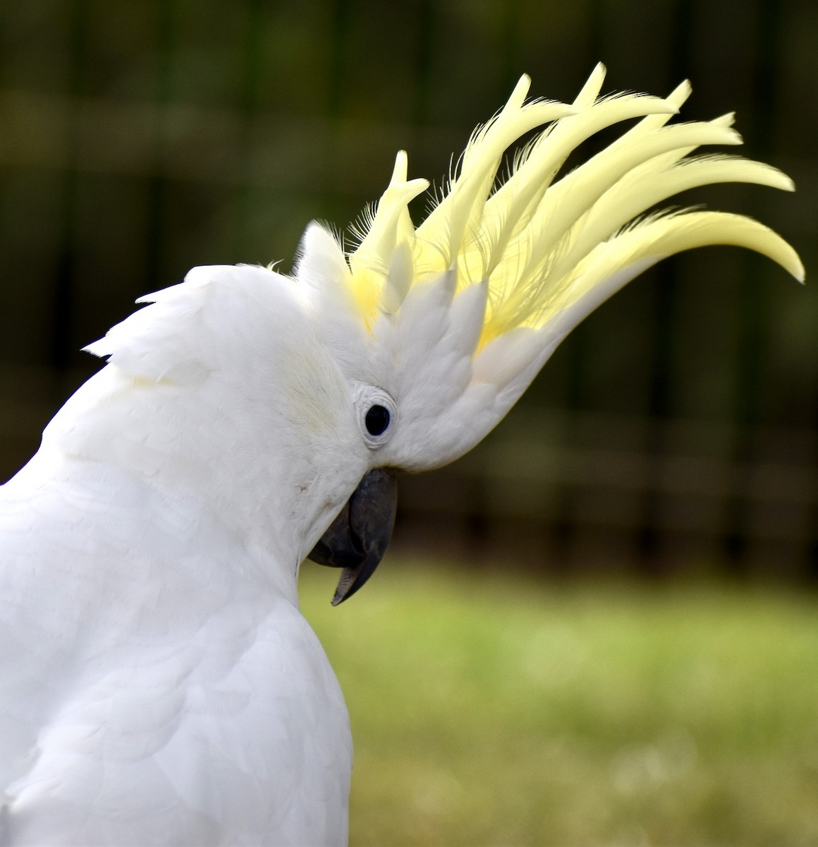 Sulphur-crested Cockatoo - ML623511863