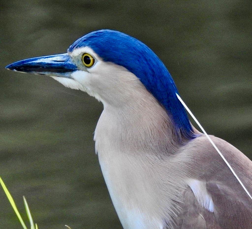 Nankeen Night Heron - ML623511893