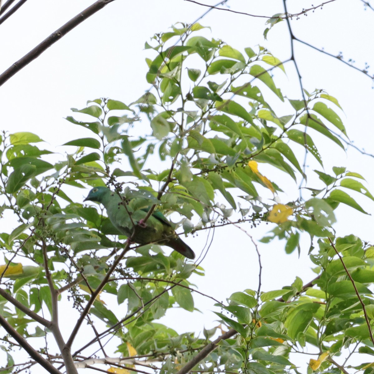 Gray-cheeked Green-Pigeon - ML623511922