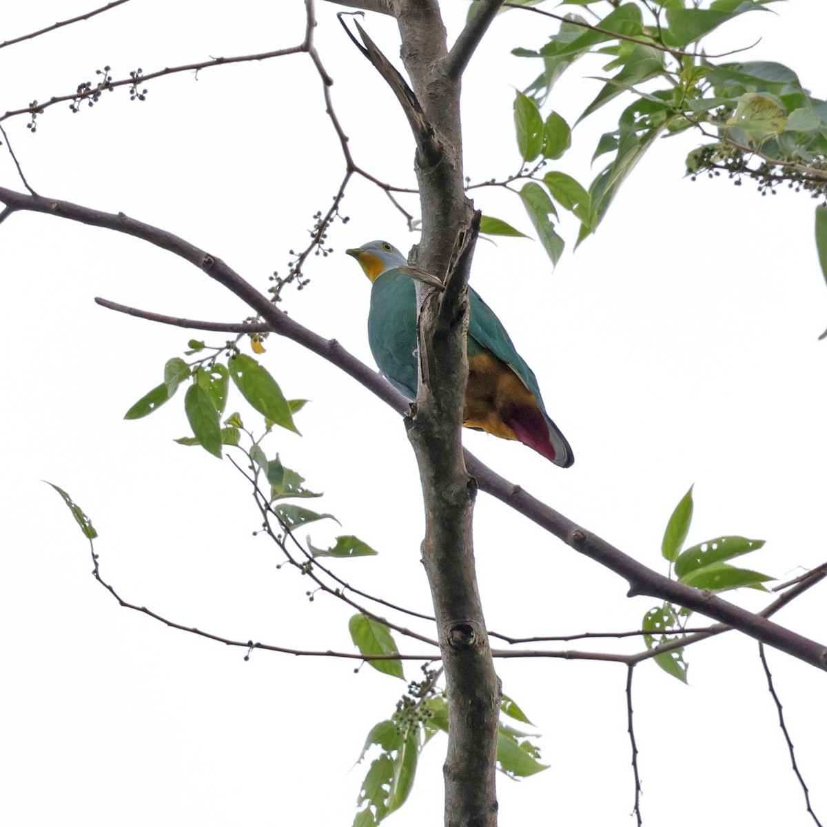 Black-naped Fruit-Dove - ML623511923