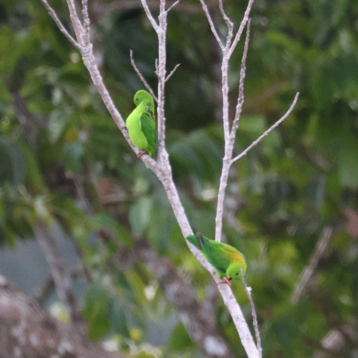 Sulawesi Hanging-Parrot - ML623511925