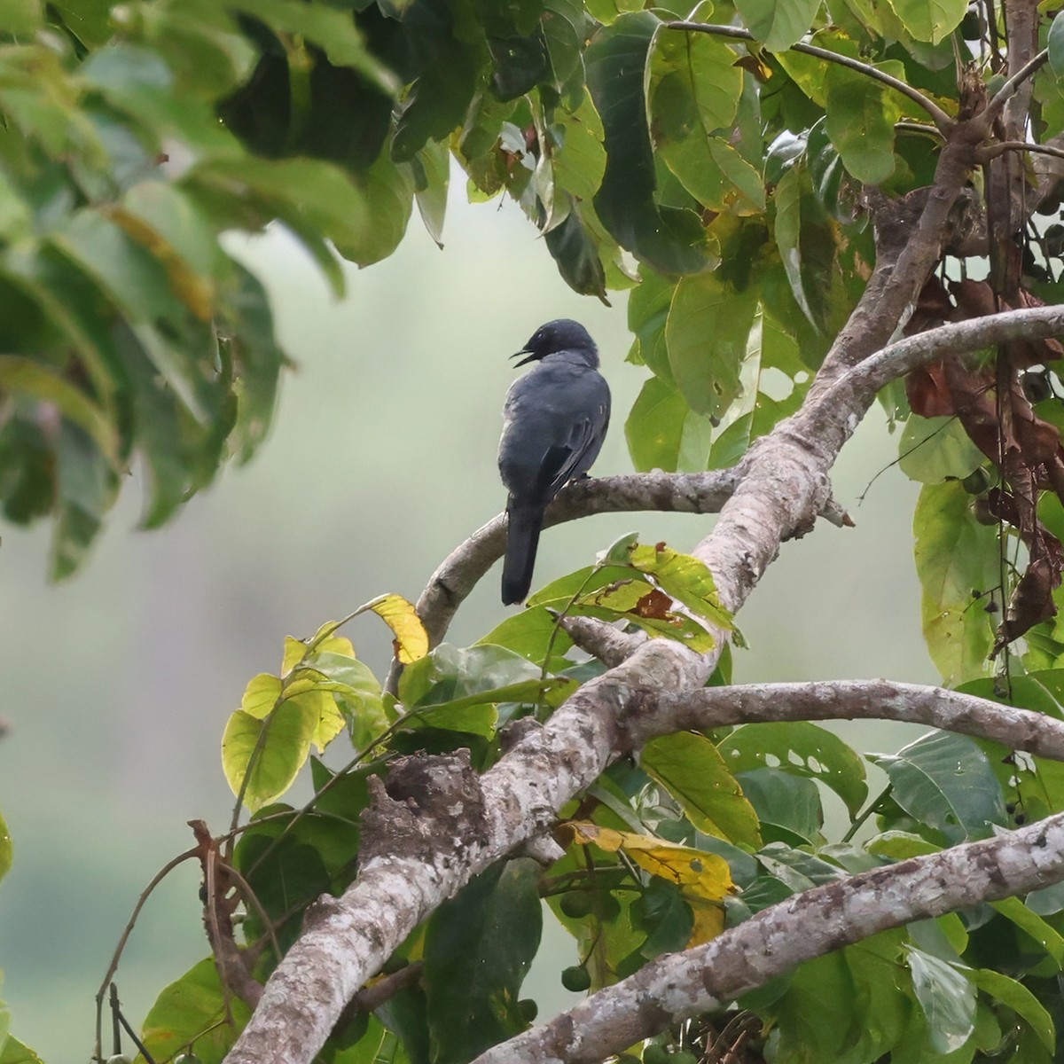 Sulawesi Cicadabird - ML623511937