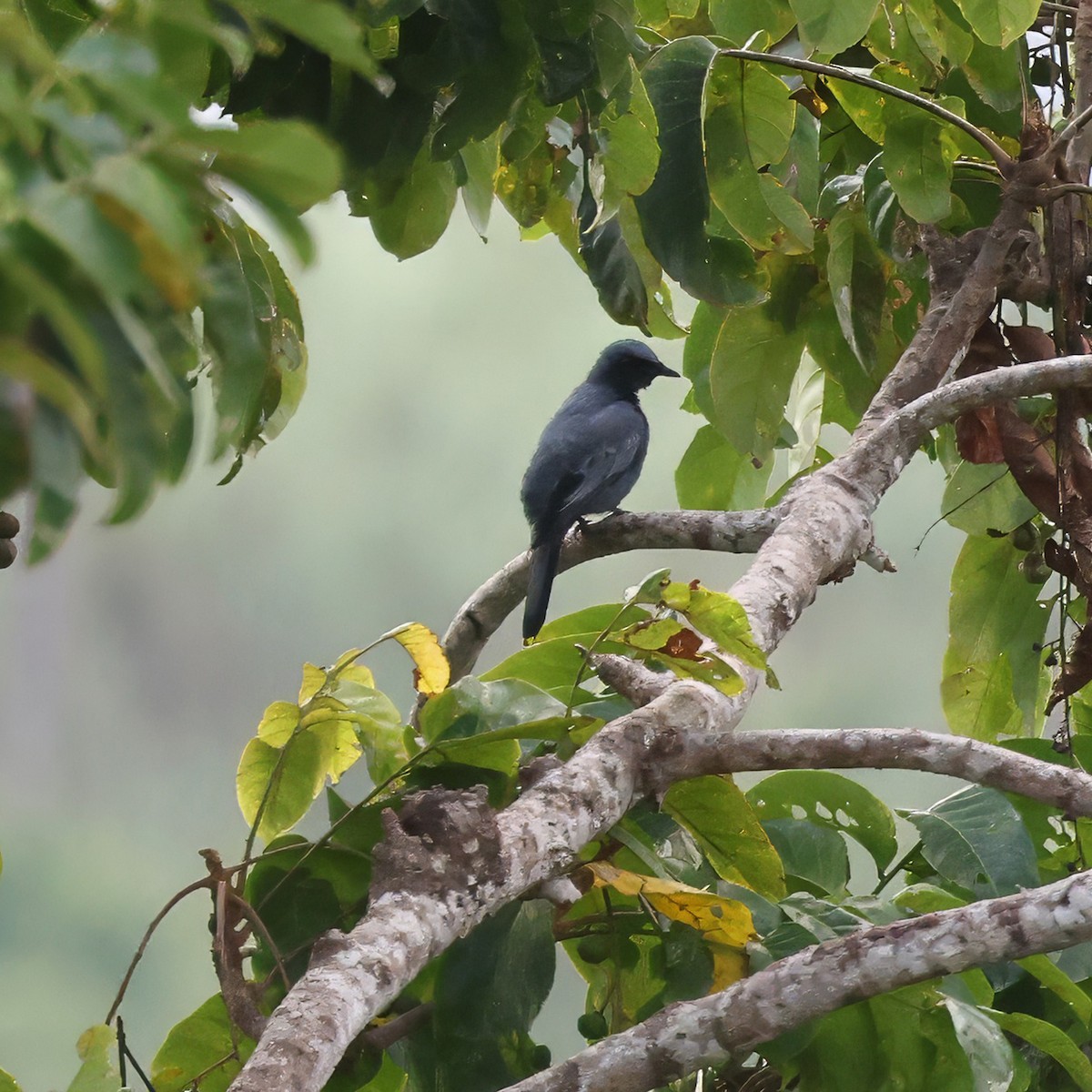 Sulawesi Cicadabird - ML623511938