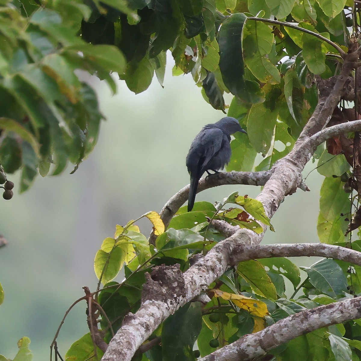 Sulawesi Cicadabird - Ching Chai Liew