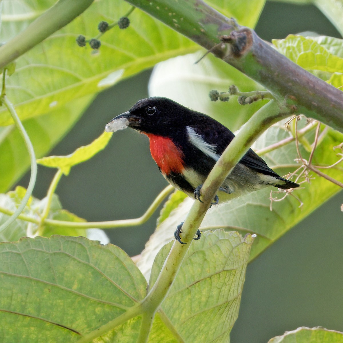 Gray-sided Flowerpecker - ML623511951