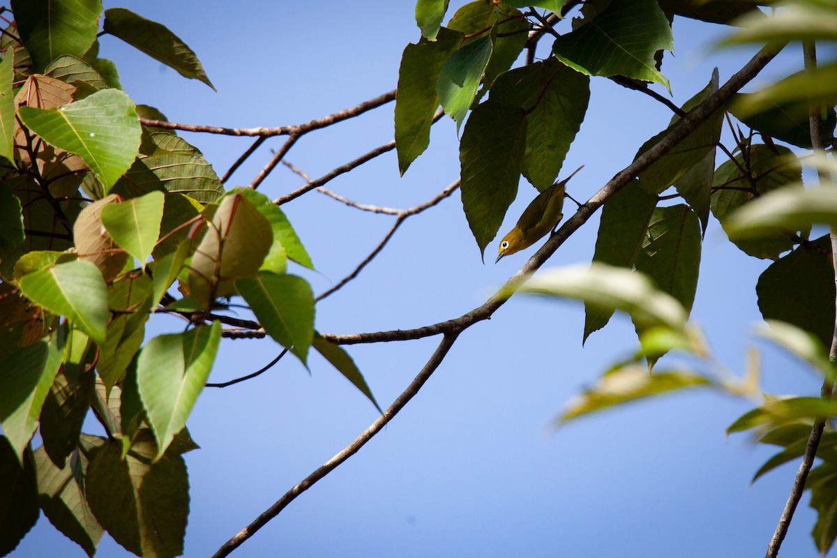 Yellowish White-eye - ML623511996