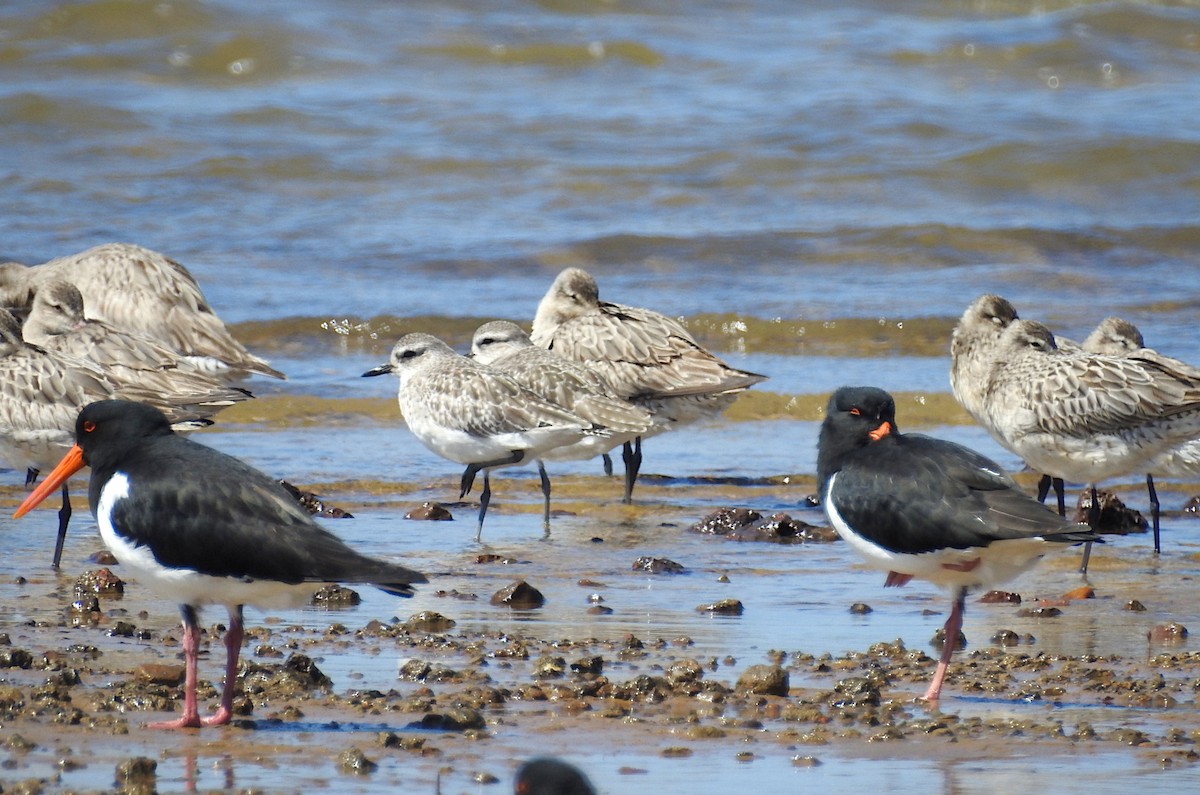 Black-bellied Plover - ML623511998