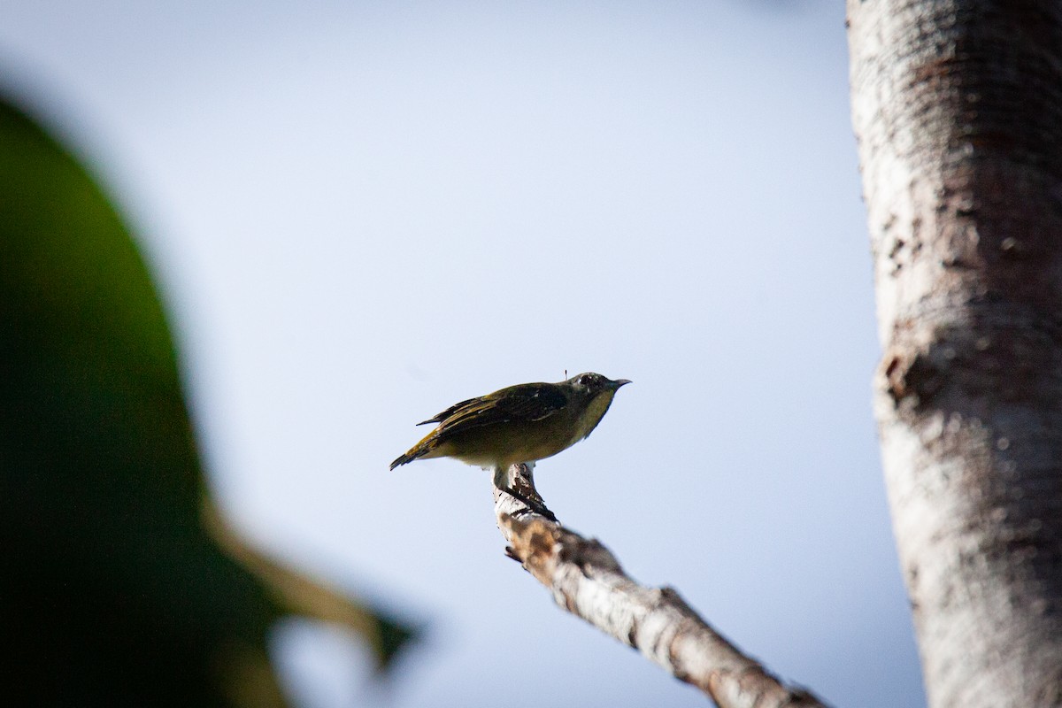 Pygmy Flowerpecker - ML623512000