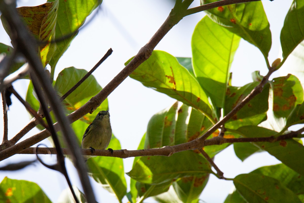 Pygmy Flowerpecker - ML623512001