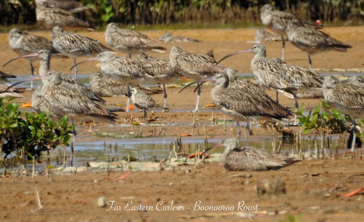 Far Eastern Curlew - ML623512019