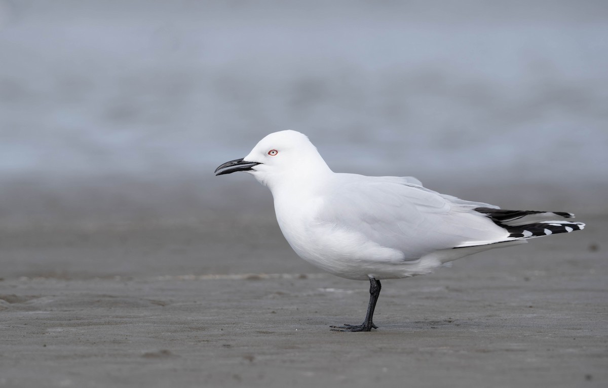 Mouette de Buller - ML623512021