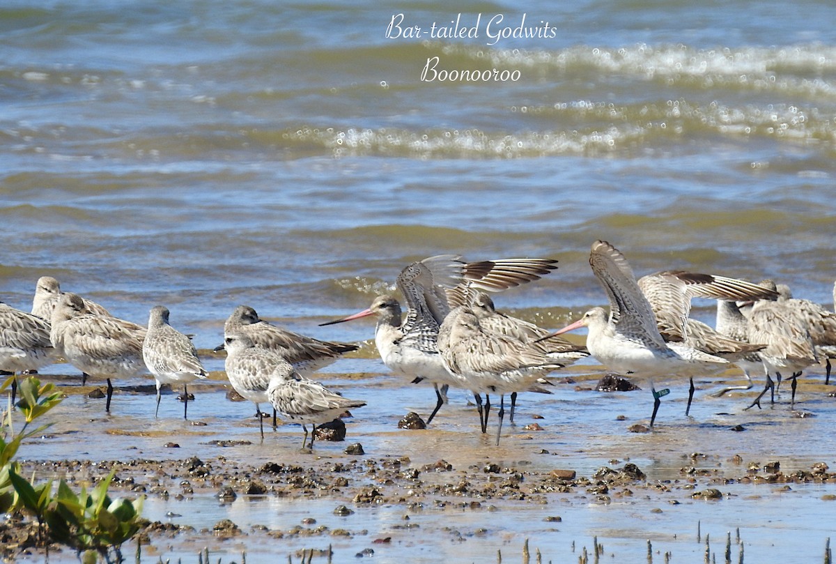 Bar-tailed Godwit (Siberian) - ML623512022