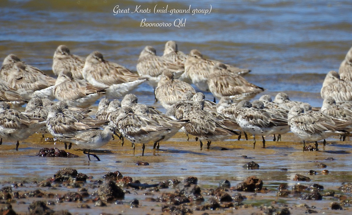 Great Knot - ML623512025