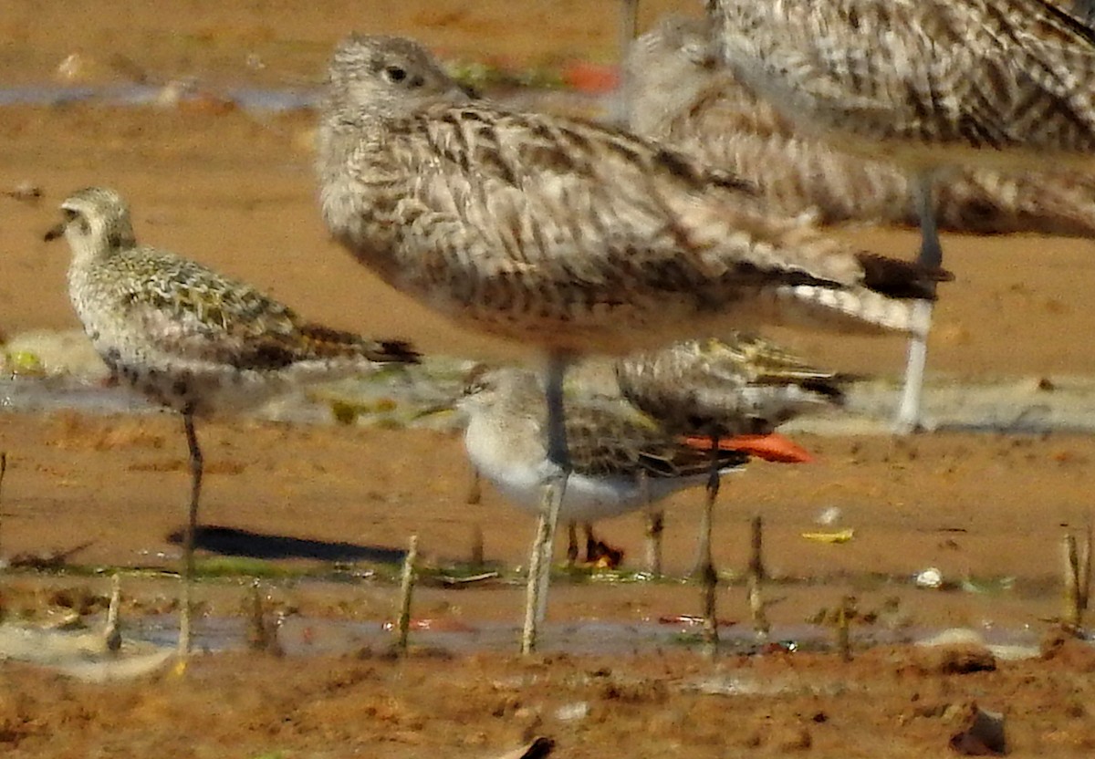 Sharp-tailed Sandpiper - ML623512028