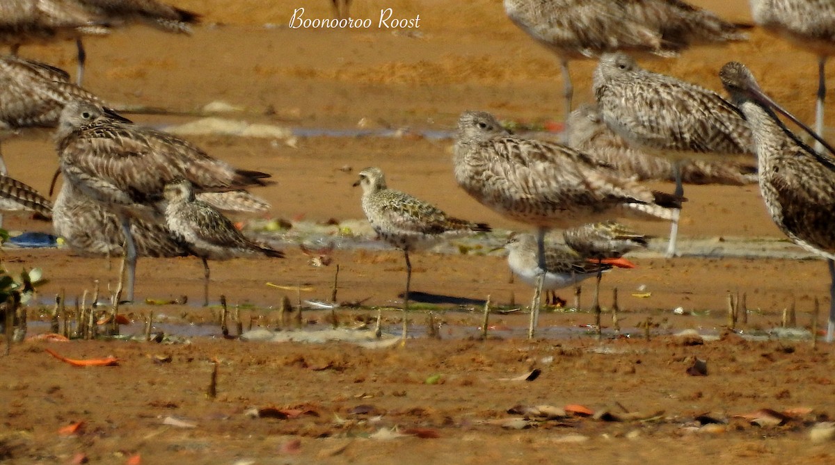 Sharp-tailed Sandpiper - ML623512029