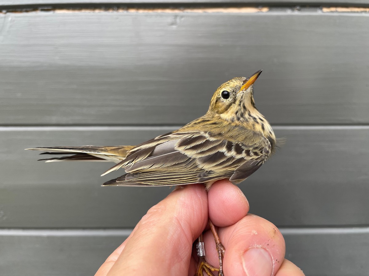 Meadow Pipit - ML623512137