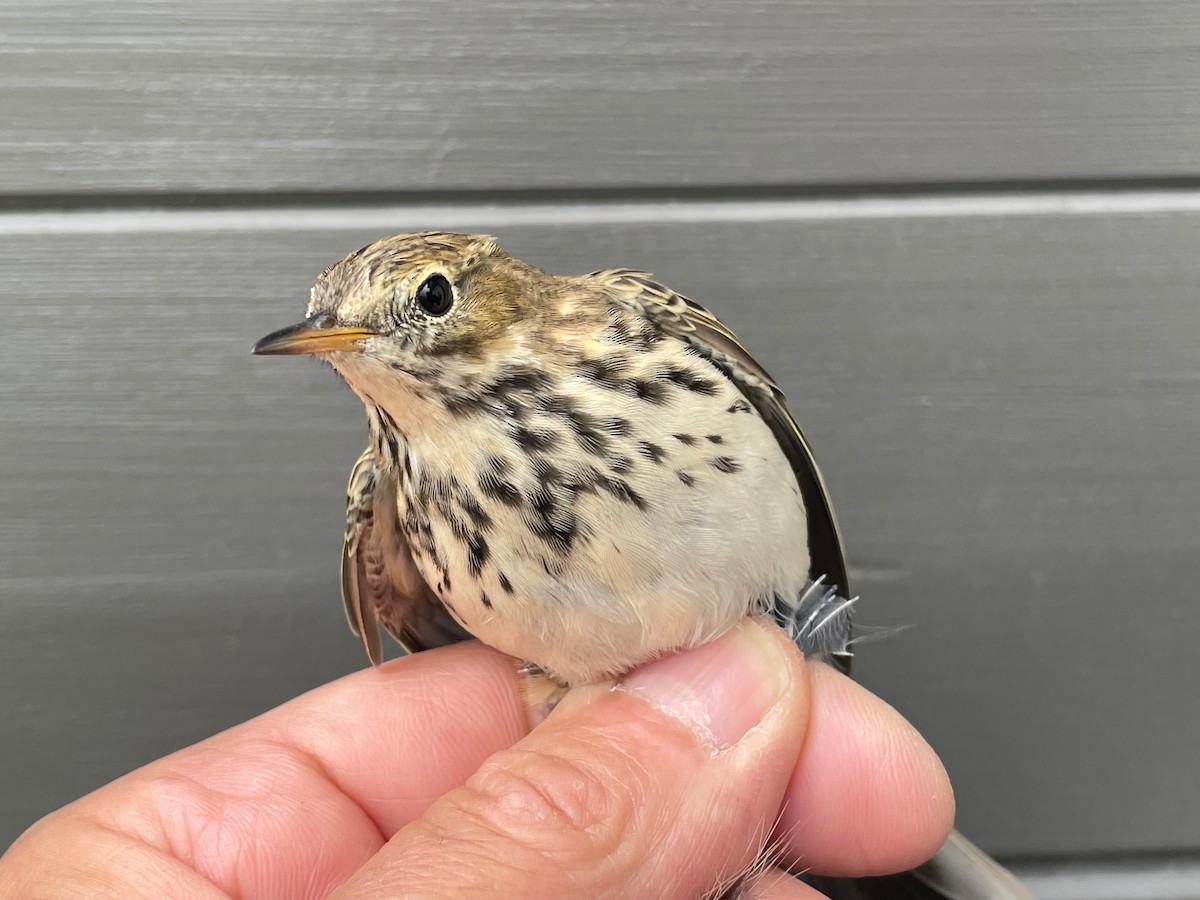 Meadow Pipit - ML623512139