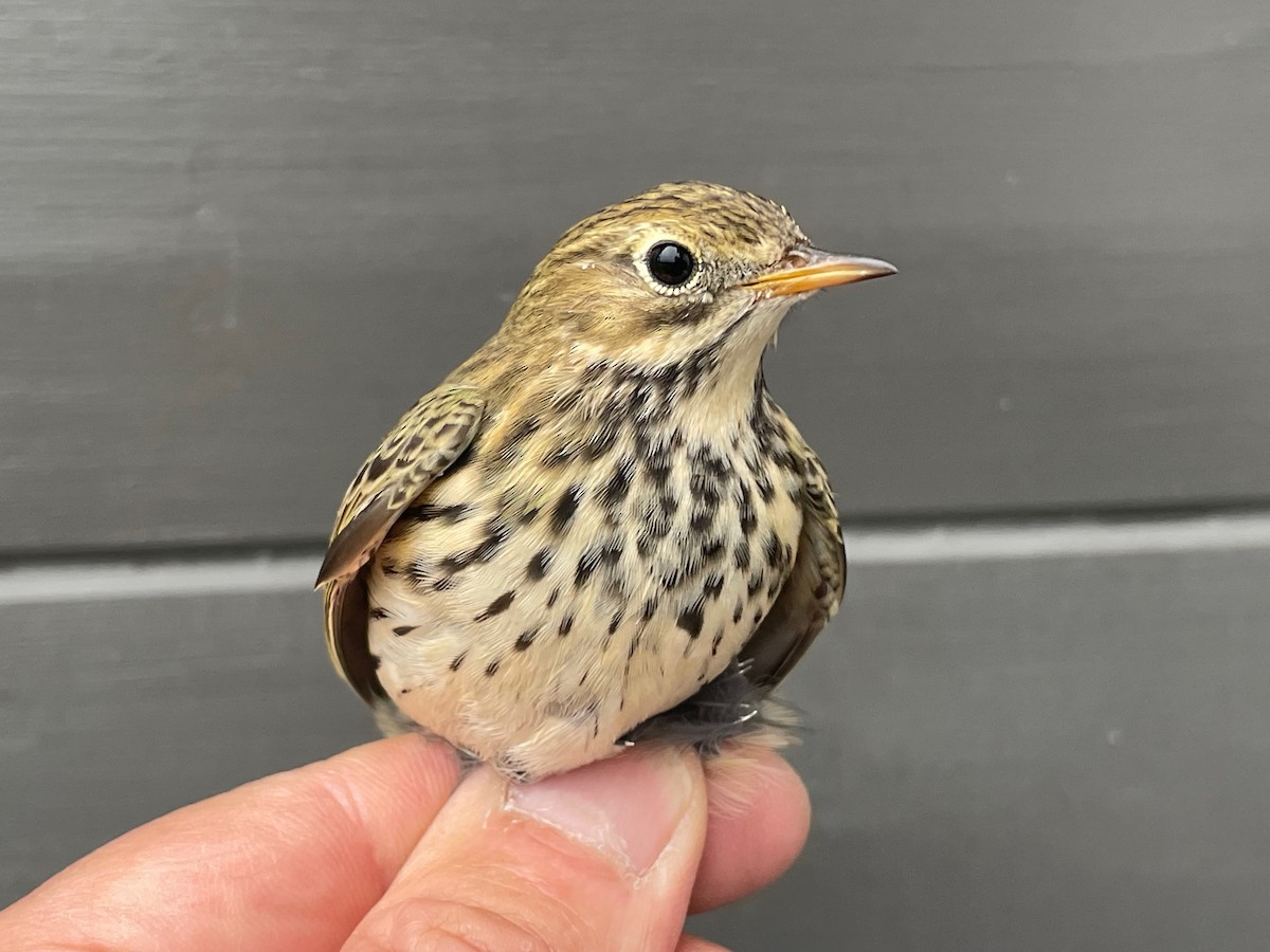 Meadow Pipit - ML623512140