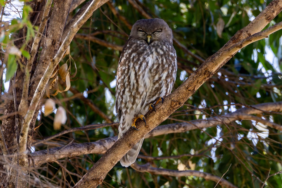 Barking Owl - ML623512141