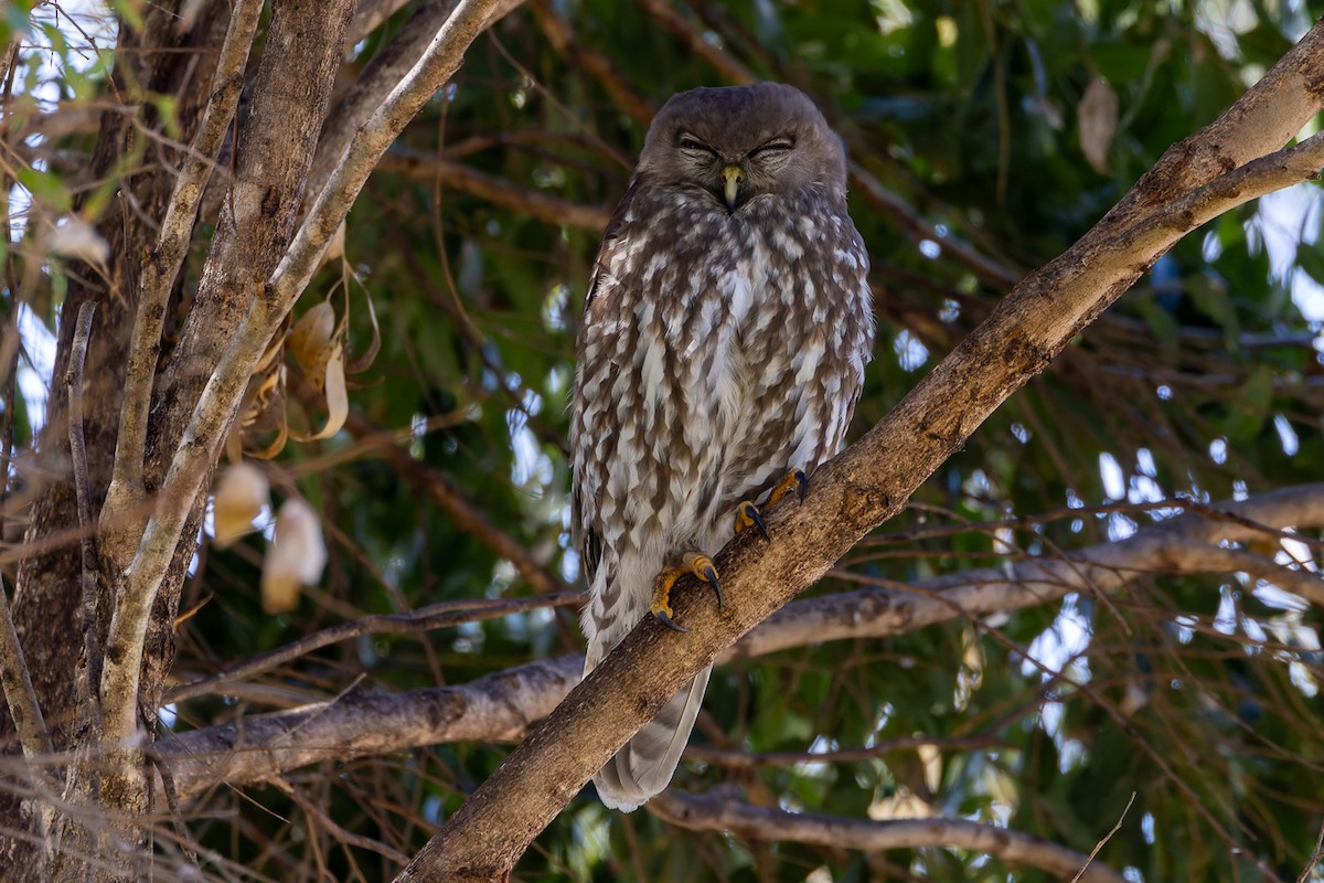 Barking Owl - ML623512142