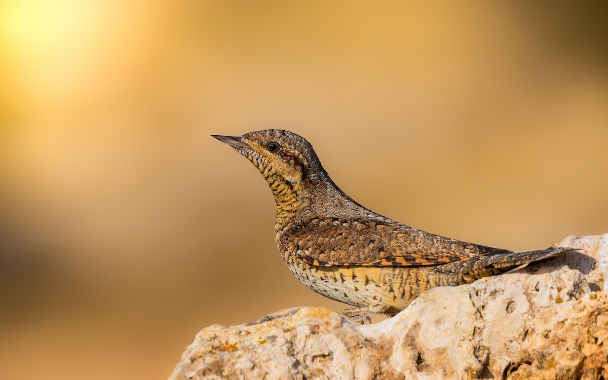 Eurasian Wryneck - ML623512154