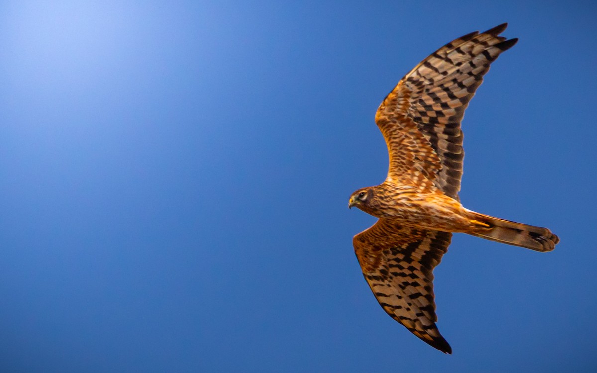 Montagu's Harrier - ML623512169