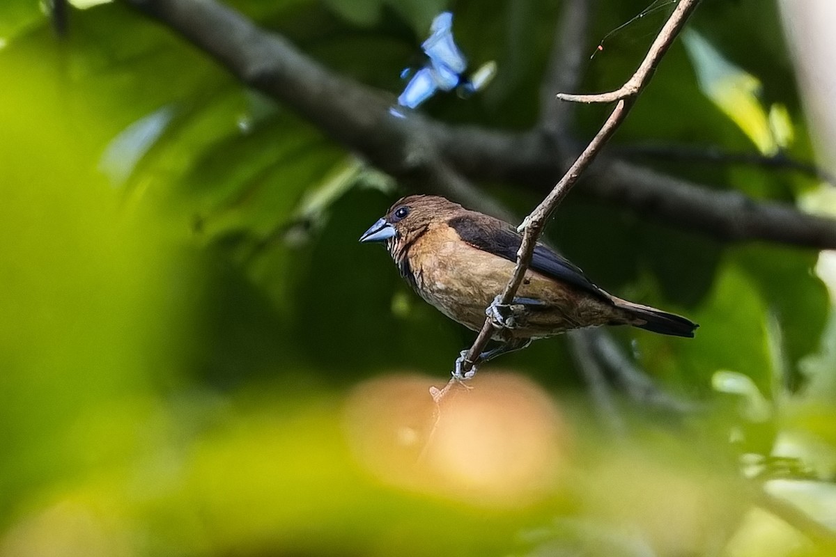 Black-throated Munia - ML623512203